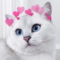 Qutra