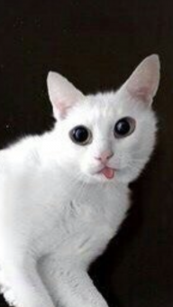 Chyu