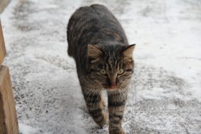WebMillioner